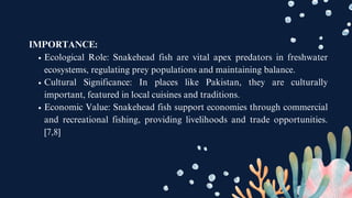 IMPORTANCE:
Ecological Role: Snakehead fish are vital apex predators in freshwater
ecosystems, regulating prey populations and maintaining balance.
Cultural Significance: In places like Pakistan, they are culturally
important, featured in local cuisines and traditions.
Economic Value: Snakehead fish support economies through commercial
and recreational fishing, providing livelihoods and trade opportunities.
[7,8]
 