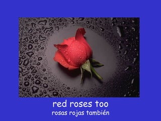 red roses too rosas rojas también 