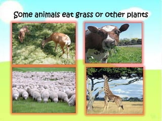 Some animals eat grass or other plants
 