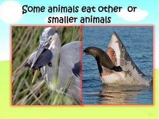 Some animals eat other or
smaller animals
 