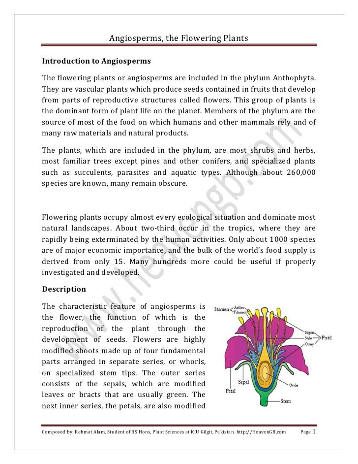 What are angiosperms