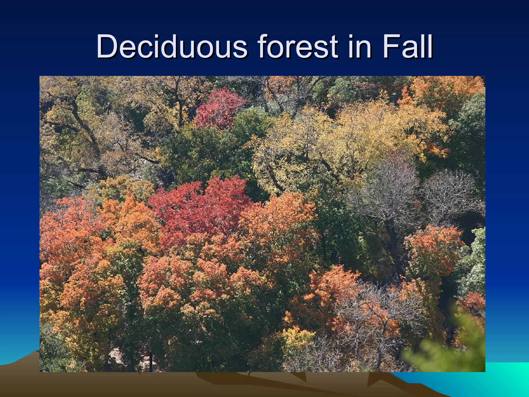 Deciduous forest in Fall 
