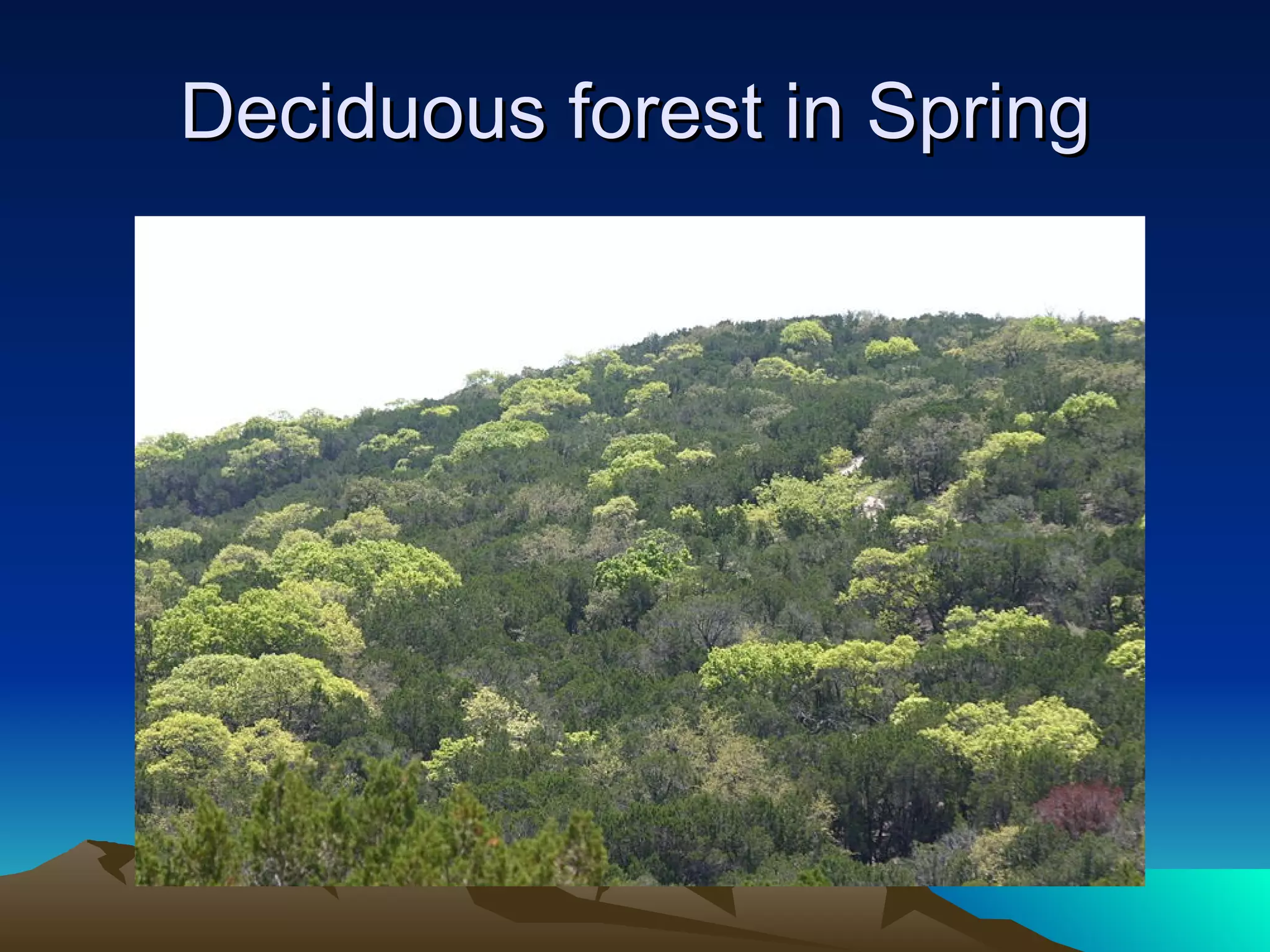 Deciduous forest in Spring 