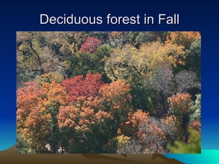 Deciduous forest in Fall 