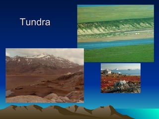 Tundra  