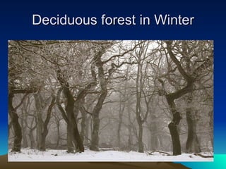 Deciduous forest in Winter 