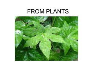 FROM PLANTS
 