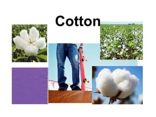 Cotton
 