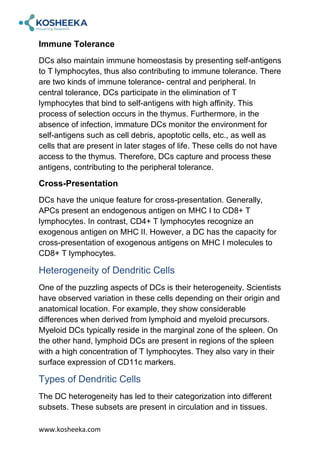 What Are Dendritic Cells and Their Role in Immunobiology? | PDF
