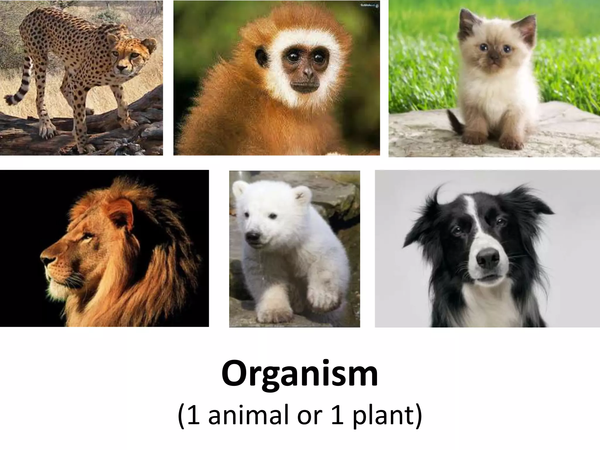 Organism
(1 animal or 1 plant)
 