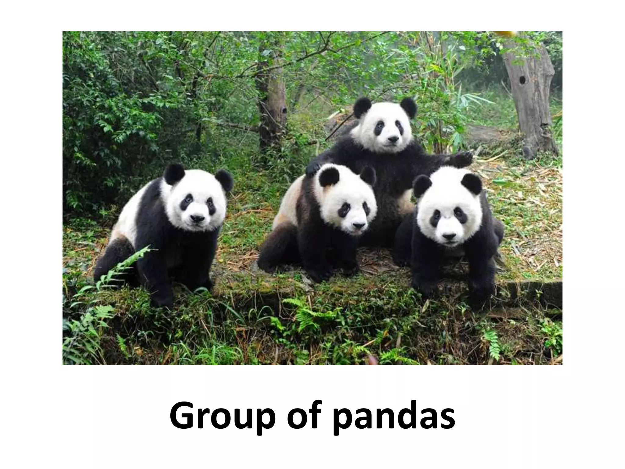 Group of pandas
 