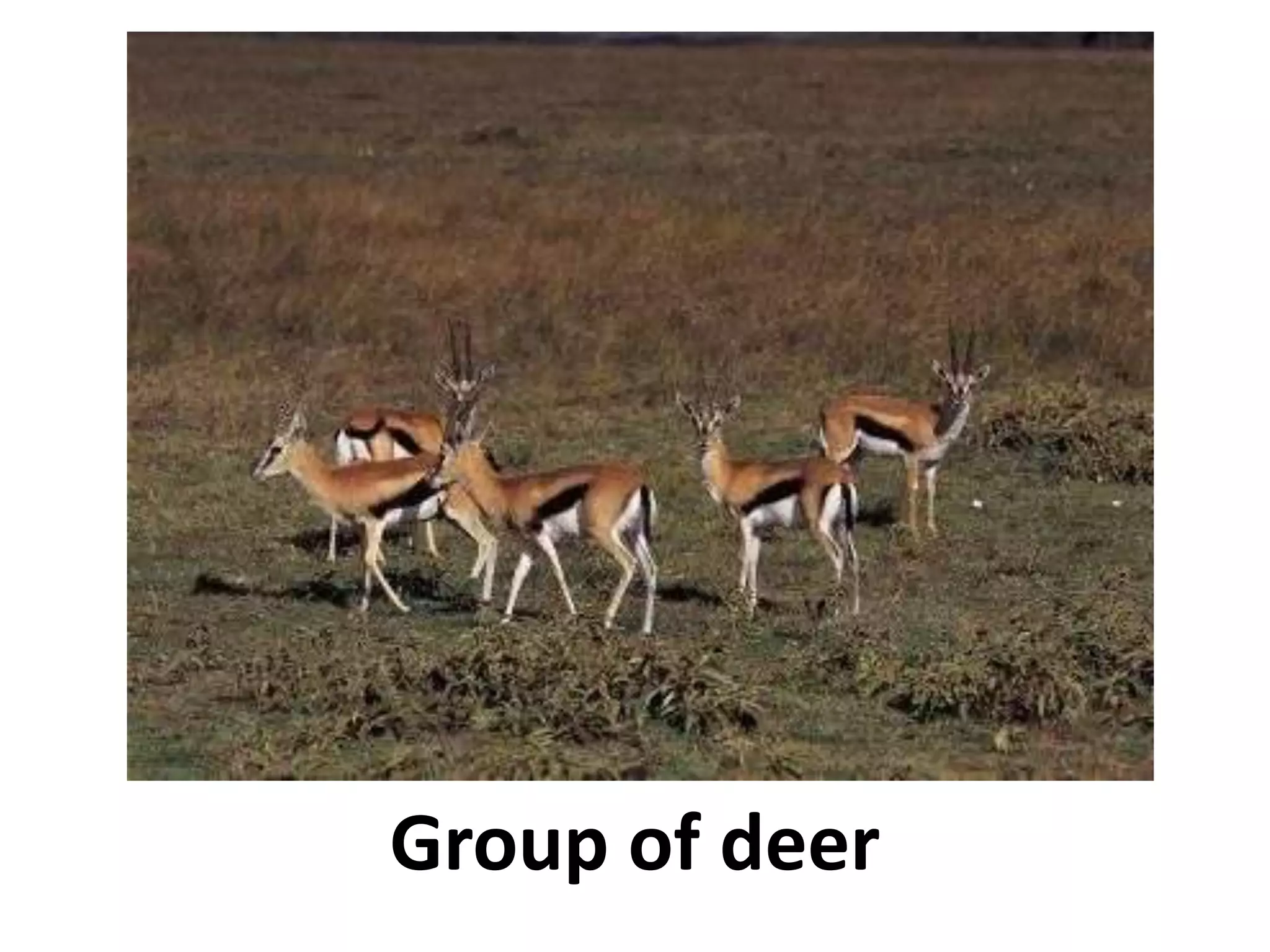 Group of deer
 