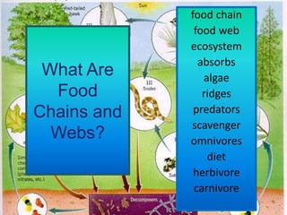 food chain
              food web
             ecosystem
               absorbs
 What Are       algae
  Food          ridges
Chains and    predators
             scavenger
  Webs?      omnivores
                 diet
              herbivore
              carnivore
 