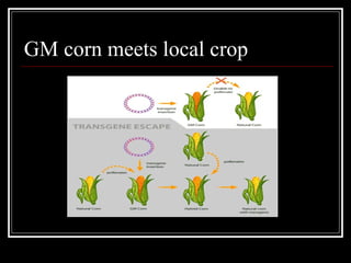 GM corn meets local crop
 