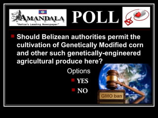 POLL
 Should Belizean authorities permit the
cultivation of Genetically Modified corn
and other such genetically-engineered
agricultural produce here?
Options:
 YES
 NO
 