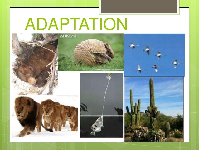 Characteristics Of Living Things