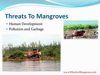 Threats To Mangroves
Human Development
Pollution and Garbage
www.WhatAreMangroves.com