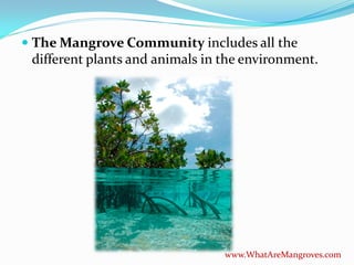  The Mangrove Community includes all the
 different plants and animals in the environment.




                                 www.WhatAreMangroves.com
 