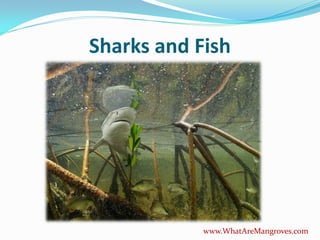 Sharks and Fish




            www.WhatAreMangroves.com
 