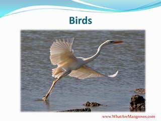 Birds




        www.WhatAreMangroves.com
 