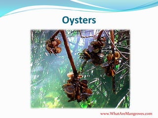 Oysters




          www.WhatAreMangroves.com
 