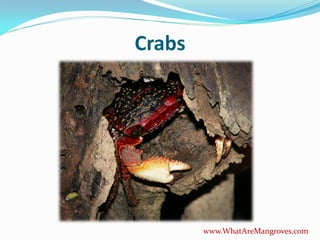 Crabs




        www.WhatAreMangroves.com
 