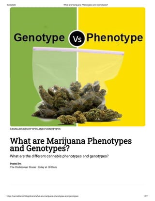 8/22/2020 What are Marijuana Phenotypes and Genotypes?
https://cannabis.net/blog/strains/what-are-marijuana-phenotypes-and-genotypes 2/11
CANNABIS GENOTYPES AND PHENOTYPES
What are Marijuana Phenotypes
and Genotypes?
What are the different cannabis phenotypes and genotypes?
Posted by:
The Undercover Stoner , today at 12:00am
 