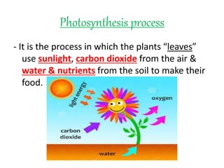 Photosynthesis process 
- It is the process in which the plants “leaves” 
use sunlight, carbon dioxide from the air & 
water & nutrients from the soil to make their 
food. 
 