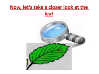 Now, let’s take a closer look at the 
leaf 
 