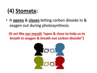 (4) Stomata: 
• It opens & closes letting carbon dioxide in & 
oxygen out during photosynthesis. 
{It act like our mouth “open & close to help us to 
breath in oxygen & breath out carbon dioxide”} 
 