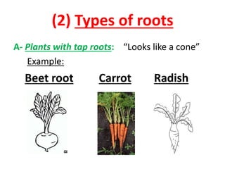 (2) Types of roots 
A- Plants with tap roots: “Looks like a cone” 
Example: 
Beet root Carrot Radish 
 