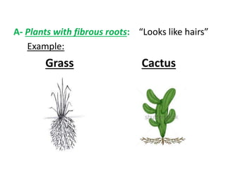 A- Plants with fibrous roots: “Looks like hairs” 
Example: 
Grass Cactus 
 