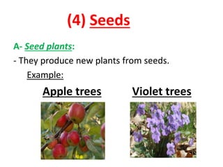 (4) Seeds 
A- Seed plants: 
- They produce new plants from seeds. 
Example: 
Apple trees Violet trees 
 