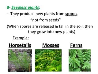 B- Seedless plants: 
- They produce new plants from spores. 
“not from seeds” 
(When spores are released & fall in the soil, then 
they grow into new plants) 
Example: 
Horsetails Mosses Ferns 
 