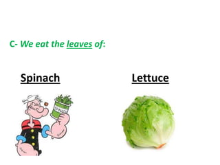 C-We eat the leaves of: 
Spinach Lettuce 
 