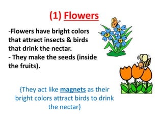 (1) Flowers 
-Flowers have bright colors 
that attract insects & birds 
that drink the nectar. 
- They make the seeds (inside 
the fruits). 
{They act like magnets as their 
bright colors attract birds to drink 
the nectar} 
 