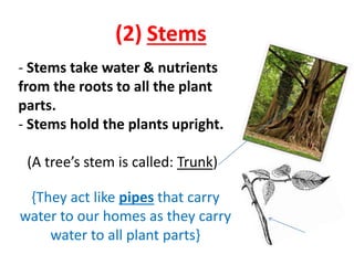 (2) Stems 
- Stems take water & nutrients 
from the roots to all the plant 
parts. 
- Stems hold the plants upright. 
(A tree’s stem is called: Trunk) 
{They act like pipes that carry 
water to our homes as they carry 
water to all plant parts} 
 