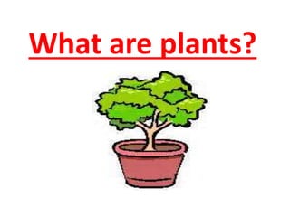 What are plants?
 