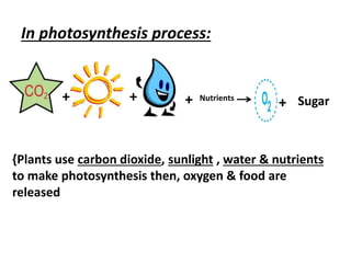 In photosynthesis process:
+ ++
{Plants use carbon dioxide, sunlight , water & nutrients
to make photosynthesis then, oxygen & food are
released
+ Nutrients
Sugar
 