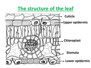 The structure of the leaf
Cuticle
Upper epidermis
Chloroplast
Stomata
Lower epidermis
 