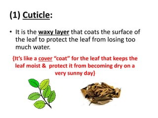 (1) Cuticle:
• It is the waxy layer that coats the surface of
the leaf to protect the leaf from losing too
much water.
{It’s like a cover “coat” for the leaf that keeps the
leaf moist & protect it from becoming dry on a
very sunny day}
 