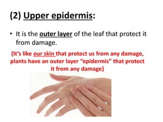 (2) Upper epidermis:
• It is the outer layer of the leaf that protect it
from damage.
{It’s like our skin that protect us from any damage,
plants have an outer layer “epidermis” that protect
it from any damage}
 