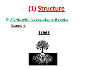 (1) Structure
A- Plants with leaves, stems & roots:
Example:
Trees
 
