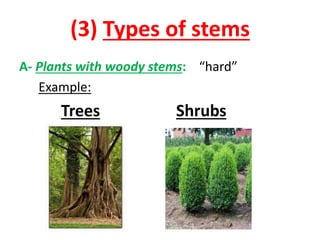 (3) Types of stems
A- Plants with woody stems: “hard”
Example:
Trees Shrubs
 
