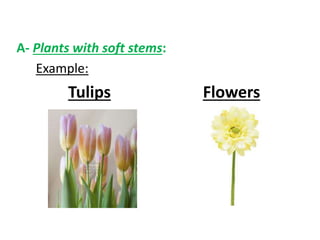 A- Plants with soft stems:
Example:
Tulips Flowers
 