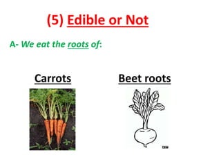 (5) Edible or Not
A- We eat the roots of:
Carrots Beet roots
 