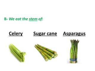 B- We eat the stem of:
Celery Sugar cane Asparagus
 