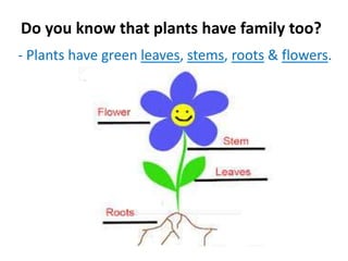 Do you know that plants have family too?
- Plants have green leaves, stems, roots & flowers.
 