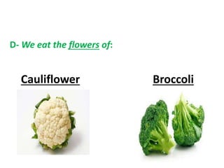 D- We eat the flowers of:
Cauliflower Broccoli
 