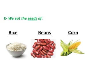 E- We eat the seeds of:
Rice Beans Corn
 